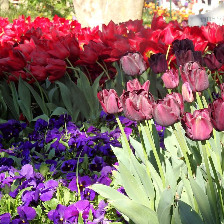 Bowral Road Art Gallery Bed And Breakfast Міттаґонґ Екстер'єр фото